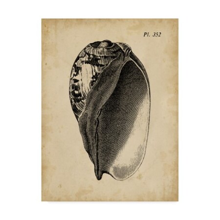 Trademark Fine Art Vision Studio 'Vintage Diderot Shell Iv' Canvas Art, 14x19 WAG02553-C1419GG